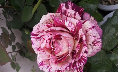  「芳香」喜欢养花就选这种，花期长，芳香熏满屋，是居家阳台盆栽的佳品