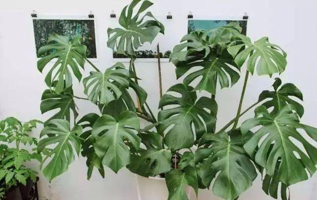  『家里』这“3种”植物，再贵也要养，杀菌又除臭，家里养1盆，身体更健康