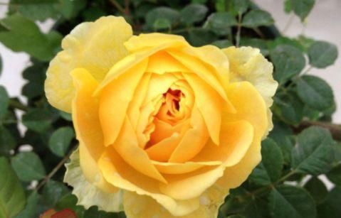  「温馨」阳台选花，不妨养这4款花卉，好养易爆盆，阳台开花变温馨小花园
