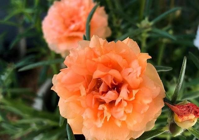  养在光照■5种花别“藏”在屋里，搬到室外，光照越足，开花越多