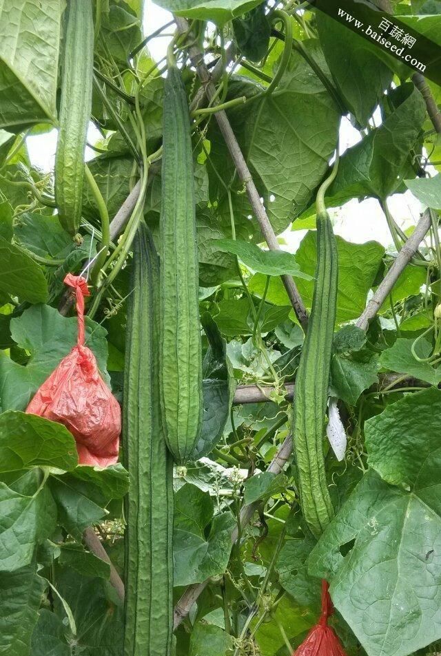  [丝瓜苗]丝瓜用多效唑压苗过多用什么叶面肥好？