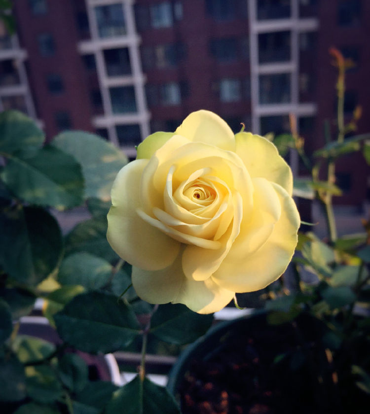  『高端』喜欢玫瑰，那就养盆“高端品种”摩纳哥公爵，花型秀美，缭绕飘舞！