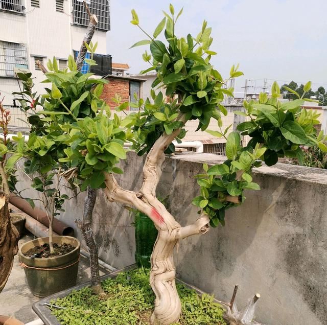  『农药』金银花盆栽的叶片一碰就掉叶？以为是浇水，结果是病，农药伺候吧