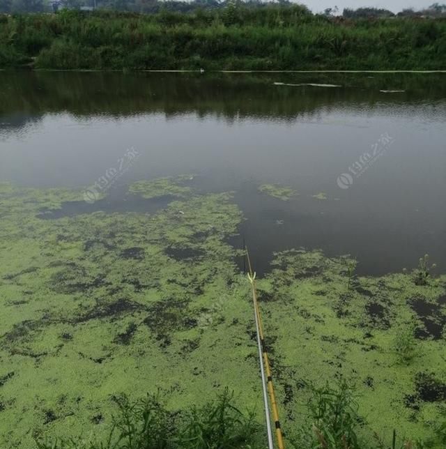  『野钓鲫鱼』初春野钓大鲫鱼要什么技巧?老钓友教你两招