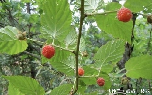  草莓■山沟下有1种“野果”，小时候叫它“野草莓”，果子为红色，珍贵