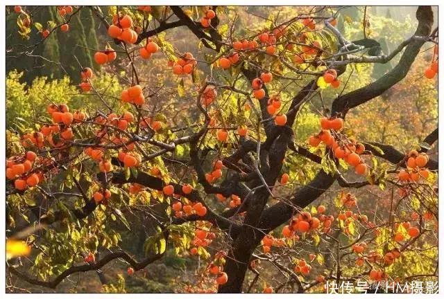 秋天洛阳12处景点,我劝你千万不要来,太美了