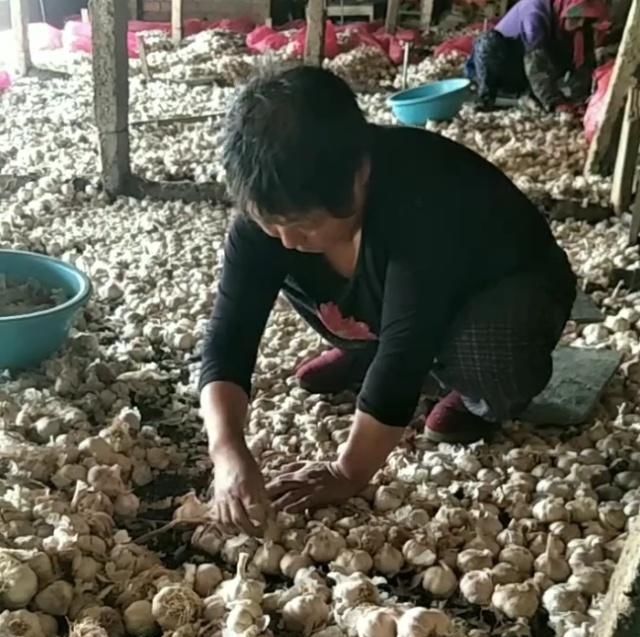  蒜黄@农民用蒜米种出来的“它”，每十天可收割一次，年赚几十万