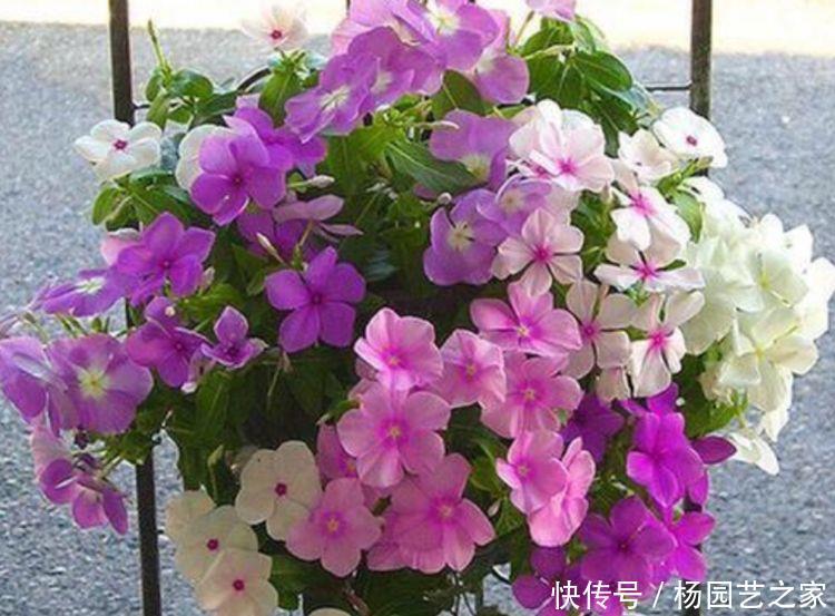  「长春花」几种花，款款是“拼命三郎”，越热越晒越开花，美爆整个三伏天