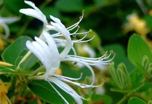  满园■别人的金银花随便养院子就能花开满园，为啥我的却没花苞？