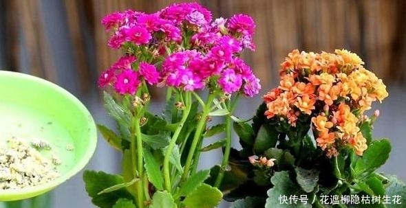  『你喜欢』不小心蹭掉的叶片该怎么办？长寿花、蟹爪兰埋土里，10天就生根