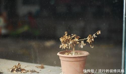 「种花」这3种花夏天养不得,温度一高就热死,很难过夏