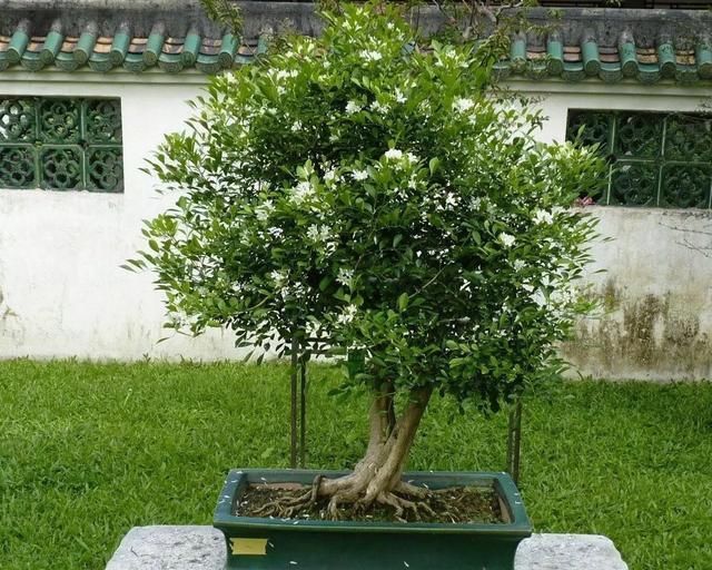  #栀子花#阳台养一盆它，比桂花栀子花还香，教你“3招”，长成盆景开满花