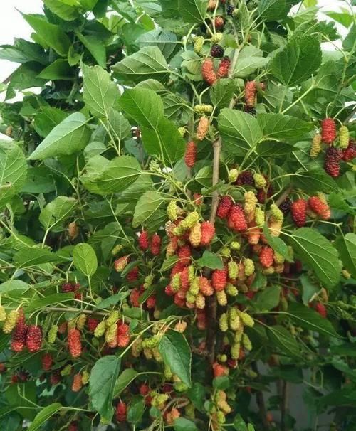  [悠闲]她在楼顶养花种菜，再喂喂鸡，日子过得悠闲又自在！