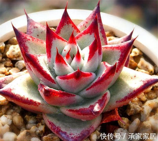  浇水的时|多肉乌木养护难？只要4招，颜色鲜亮，爆头简单，硬朗又霸气