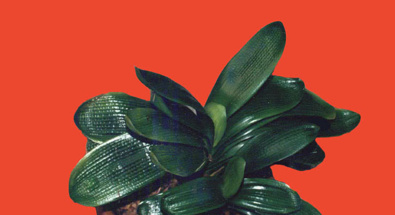  阳光@这3种植株不能“晒”，你把它放阳台上养，不黄叶才怪！