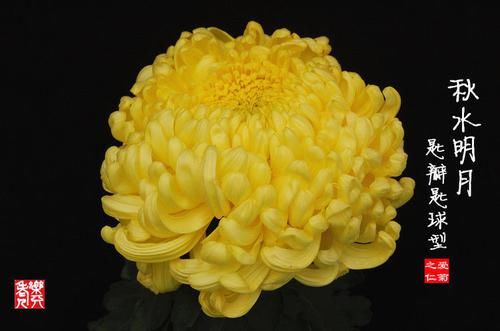  【托桂】喜欢菊花，不如养“稀世名菊”紫红托桂，花似蟹爪状，清秀典雅！