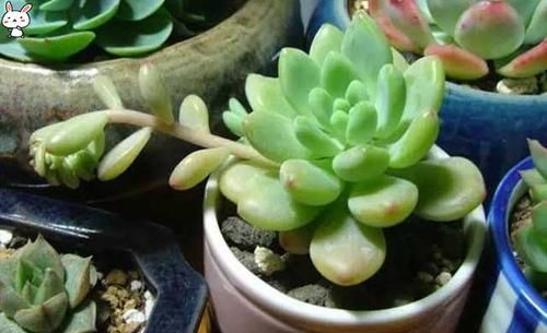  「种植」凝脂莲如何种植？又会受哪些害虫？全明白了！