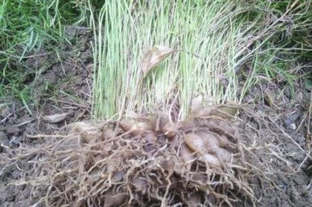  【碰见】尤其珍贵的“1种野草”，被称为“沿阶草”，碰见请保护