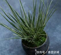 『回家』野外的这种山野草,挖回家在盆里,比花市卖的花好看多了!