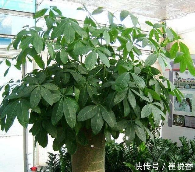 『盆土干透』客厅养的5种花,最怕水,多浇一点点,整盆死翘翘