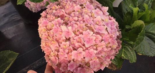  『花手鞠开花』绣球中的“战斗鸡”，重瓣花手鞠，一个花头2个大，比无尽夏还牛