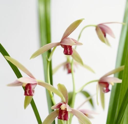  「香味真」最香的10种花卉盆栽，浓香又好看，绿植控必备