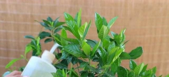  栀子花|养栀子花，2种肥水要常用，长得旺、叶子绿，开花更多