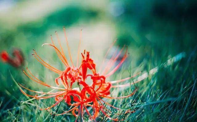  「冥界」传说中的，冥界四花，你知道是那四花吗？