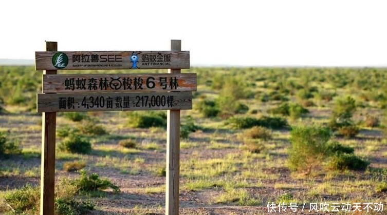 马云的“蚂蚁森林”已三年，天价造的森林怎样了看到画面泪目了