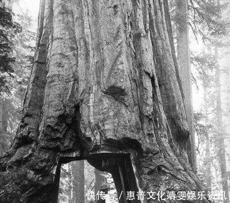 「伐木」直击百年前美国人伐木千年古树被粗暴砍倒,巨树面前人类太渺小