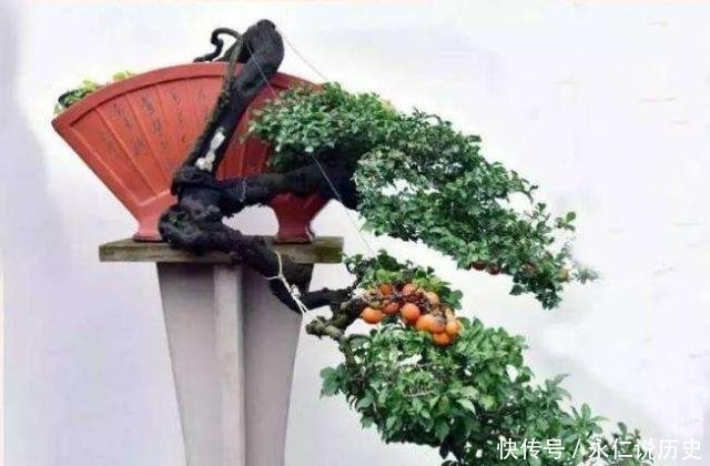  『传家宝』1种盆景，人称老桩金弹子，养越久越贵，都当传家宝养，我就养了