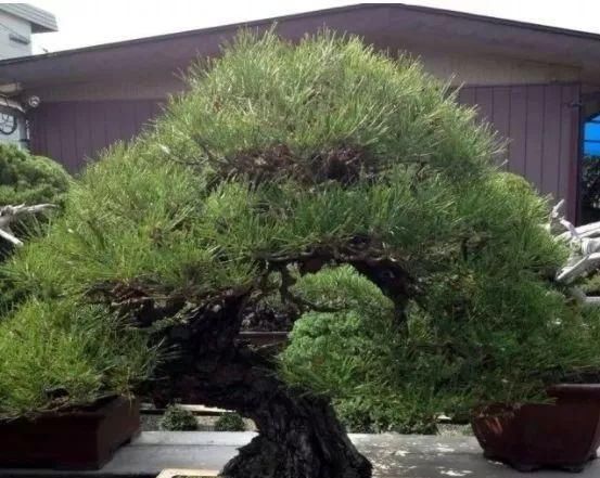 岁寒三友,一组松树盆景佳作欣赏