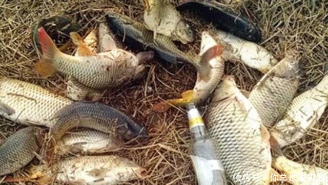 火爆■夏天一热,这鲤鱼饵才最火爆,千真万确,试过的人绝非等闲之辈