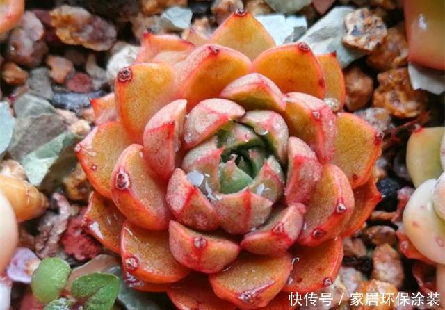  『出状态的时』3种如宝石般璀璨的多肉，好养爱上色，出状态后让人爱不释手
