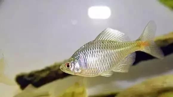 #鱼缸#“养鱼狂魔”家有20个鱼缸,让我们看看都养了什么鱼?膜拜大神吧
