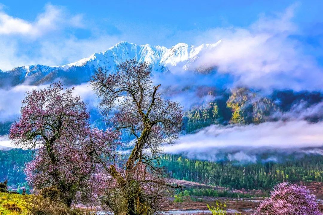 再过20天,中国将花开成海,错过再等一年