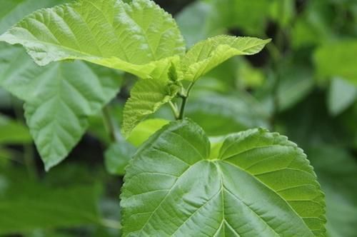  『喂猪』乡下以前拿来喂猪，殊不知却是一种宝贝，除了减肥还能润肺清燥