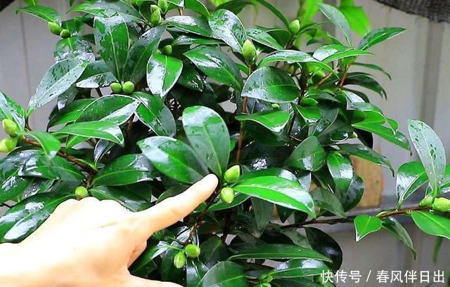 「不停」把茶花养壮,“4步”必不可少,不停长叶长花苞