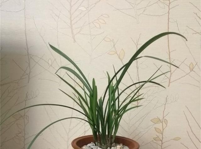  「烂根」养兰花，浇水时有3大误区，不要碰，不然烂根又烂叶