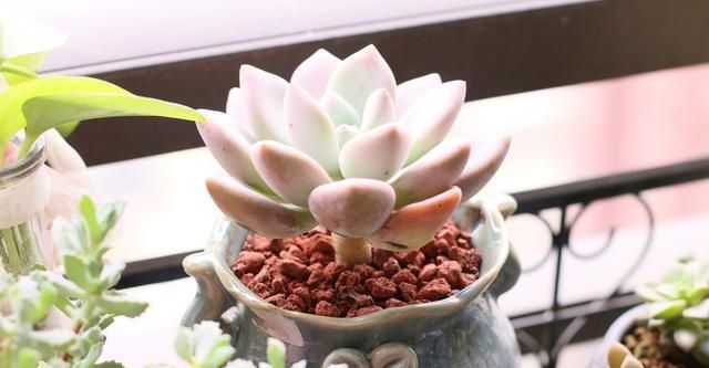  「变瘦要是你」多肉植物越长越“瘦”，八成是3个原因导致，及时解决快速变肥