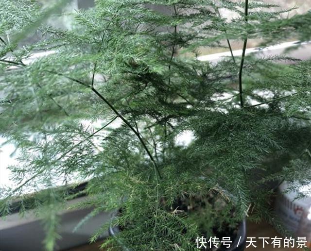  得摸|文竹不能总“苦养”，这4个“窍门”得摸通，才能绿油油、叶不黄