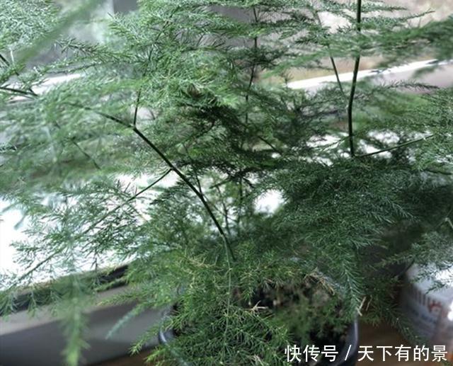 得摸|文竹不能总“苦养”,这4个“窍门”得摸通,才能绿油油、叶不黄