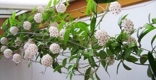  「花开满」养花选它，比绿萝还好养，丢土里就能活，花开满阳台！