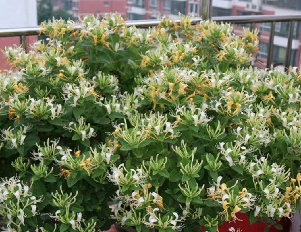『金银花盆景桩头』金银花盆景怎样养护
