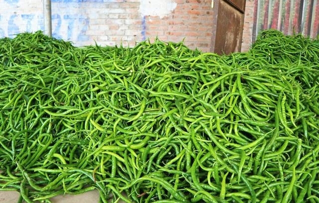  [蔬菜]农民种植一种“最赚钱的蔬菜”，辣味十足，2亩收入20000