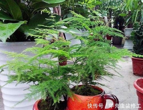  试试：家里这几种花，天生怕晒，一晒就黄，不信就试试