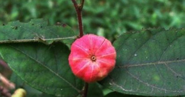  野果@农村遇见此野果，请珍惜，如今价值很高，80元一斤