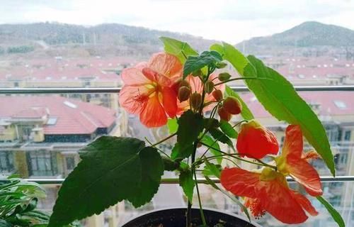  「开似」养花就养这几款，便宜又好养，沾点水就爆盆，花开似精灵飞舞