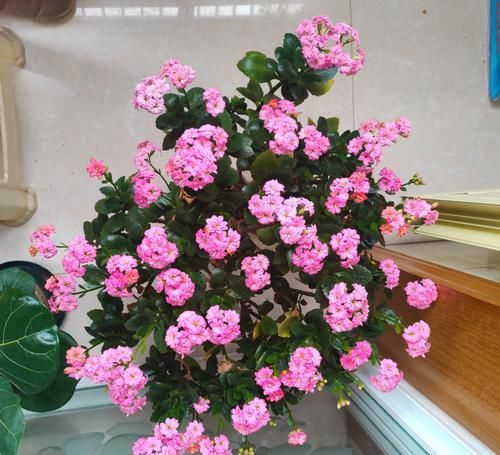 『枝条』养了3年的长寿花,长成一棵大树,开花上百朵!