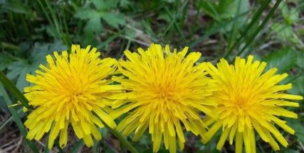  种植：不起眼的蒲公英成就大产业，一亩收入万元，要是你，你种吗？